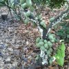 a well maintained cocoa farm